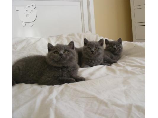 PoulaTo: 6 όμορφες British Shorthair γατάκια έτοιμοι για νέες κατοικίες